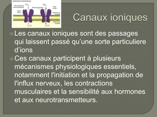  Les   canaux ioniques sont des passages
  qui laissent passé qu’une sorte particuliere
  d’ions
 Ces canaux participent à plusieurs
  mécanismes physiologiques essentiels,
  notamment l'initiation et la propagation de
  l'influx nerveux, les contractions
  musculaires et la sensibilité aux hormones
  et aux neurotransmetteurs.
 