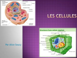 Les cellules Par Alice Soucy 