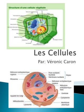 Les Cellules Par: Véronic Caron 