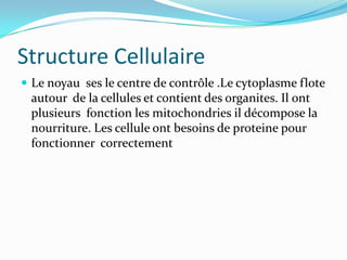 Structure CellulaireLe noyau  ses le centre de contrôle .Le cytoplasme flote autour  de la cellules et contient des organites. Il ont plusieurs  fonction les mitochondries il décompose la nourriture. Les cellule ont besoins de proteine pour fonctionner  correctement