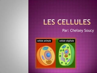 Les cellules Par: Chelsey Soucy 