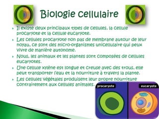 Il existe deux principaux types de cellules, la cellule procaryote et la cellule eucaryote.,[object Object],Les cellules procaryote non pas de membrane autour de leur noyau, ce sont des micro-organismes unicellulaire qui peux vivre de manière autonome. ,[object Object],Nous, les animaux et les plantes sont composées de cellules eucaryotes. ,[object Object],Une cellule xylène est longue et creuse avec des trous, elle peut transporter l’eau et la nourriture à travers la plante. ,[object Object],Les cellules végétales produisent leur propre nourriture contrairement aux cellules animales.,[object Object],Biologie cellulaire,[object Object]