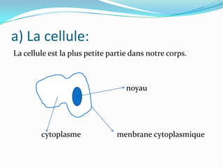a) La cellule:
La cellule est la plus petite partie dans notre corps.

noyau

cytoplasme

menbrane cytoplasmique

 