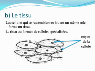 b) Le tissu
Les cellules qui se ressemblent et jouent un même rôle,
forme un tissu.
Le tissu est formée de cellules spécialisées.
noyau
de la
cellule

 