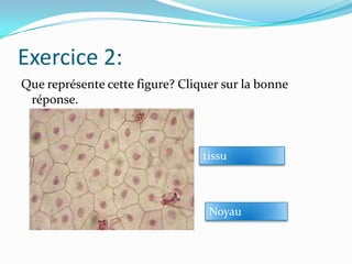 Exercice 2:
Que représente cette figure? Cliquer sur la bonne
réponse.

bravo!!
tissu

chheett!!
Noyau

 