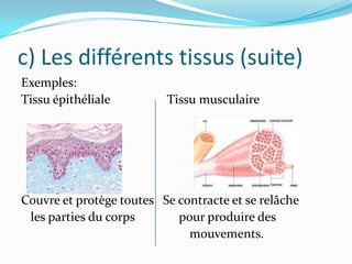 c) Les différents tissus (suite)
Exemples:
Tissu épithéliale

Tissu musculaire

Couvre et protège toutes Se contracte et se relâche
les parties du corps
pour produire des
mouvements.

 