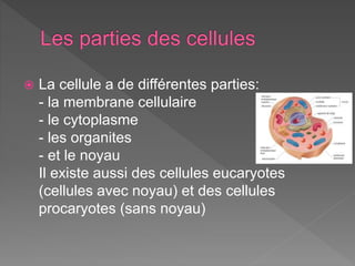  La cellule a de différentes parties:
- la membrane cellulaire
- le cytoplasme
- les organites
- et le noyau
Il existe aussi des cellules eucaryotes
(cellules avec noyau) et des cellules
procaryotes (sans noyau)