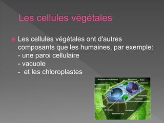  Les cellules végétales ont d'autres
composants que les humaines, par exemple:
- une paroi cellulaire
- vacuole
- et les chloroplastes