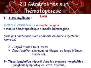 2.1 Généralités sur
l’hématopoiese :
Lieu1- Tissu myéloïde :
MOELLE OSSEUSE = « moelle rouge »
= moelle hématopoïétique = moelle hématogène
(Ne pas confondre avec la moelle épinière = système
nerveux)
 Jusqu’à 4 ans : tous les os
 Chez l’adulte : sternum, os iliaque, os longs (fémur,
humérus), …
2– Tissu lymphoïde réparti dans les organes lymphoïdes :
ganglions lymphatiques, rate, thymus, …
 