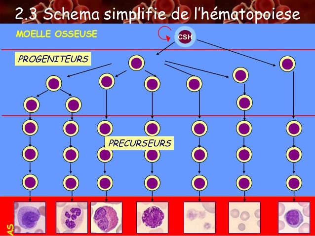 Les cellules sanguines
