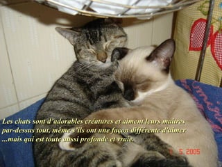 Les chats sont d’adorables créatures et aiment leurs maîtres  par-dessus tout, même s’ils ont une façon différente d'aimer...