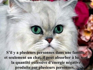 S’il y a plusieurs personnes dans une famille,
et seulement un chat, il peut absorber à lui seul
     la quantité excessive d’énergie négative
        produite par plusieurs personnes.
                               personnes
 