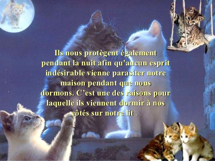 Les Chats De
