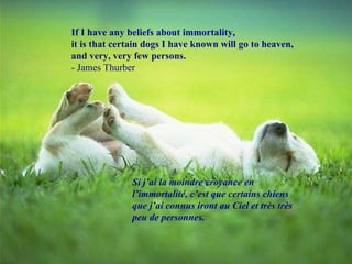 If I have any beliefs about immortality,  it is that certain dogs I have known will go to heaven, and very, very few persons. - James Thurber Si j’ai la moindre croyance en l’immortalité, c’est que certains chiens que j’ai connus iront au Ciel et très très peu de personnes. 