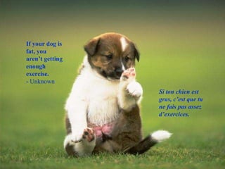 If your dog is fat, you aren’t getting enough exercise. -  Unknown Si ton chien est gras, c’est que tu ne fais pas assez d’exercices. 