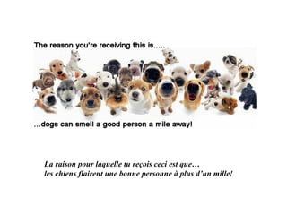 La raison pour laquelle tu reçois ceci est que… les chiens flairent une bonne personne à plus d’un mille! 