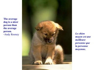你默默的回首 The average dog is a nicer person than the average person. Andy Rooney Le chien moyen est une meilleure personne que la personne moyenne. 