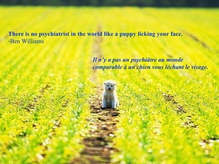 There is no psychiatrist in the world like a puppy licking your face. Ben Williams Il n’y a pas un psychiâtre au monde comparable à un chien vous léchant le visage. 