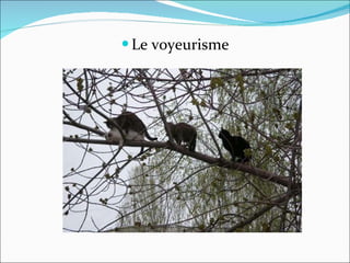 Le voyeurisme