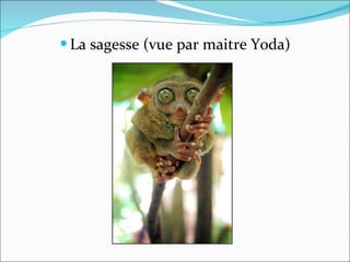 La sagesse (vue par maitre Yoda)