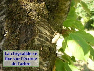 La chrysalide se fixe sur l’écorce de l’arbre 