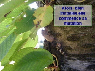 Alors, bien installée elle commence sa   mutation 