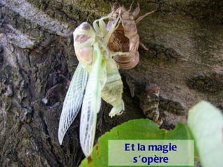 Et la magie s’opère 