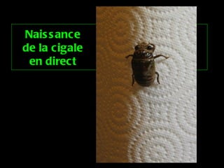 Naissance de la cigale en direct 