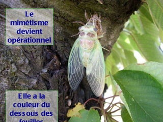 Le mimétisme devient opérationnel Elle a la couleur du dessous des feuilles 