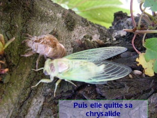 Puis elle quitte sa chrysalide 