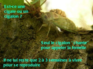 Est-ce une cigale ou un cigalon ? Seul le cigalon ’’chante’’ pour appeler la femelle Il ne lui reste que 2 à 3 semaines à vivre pour se reproduire 