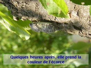 Quelques heures après, elle prend la couleur de l’écorce 