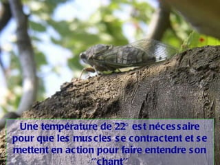 Une température de 22° est nécessaire pour que les muscles se contractent et se mettent en action pour faire entendre son ‘’chant’’ 