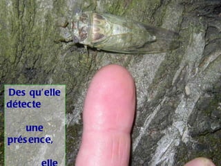 Des qu’elle détecte  une présence,  elle cesse de  chanter 