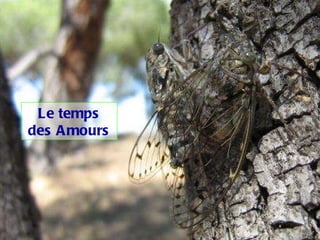 Le temps des Amours 
