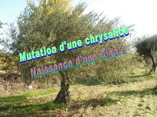 Mutation d'une chrysalide Naissance d'une Cigale 