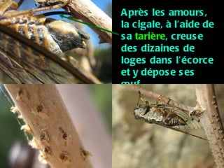 Après les amours, la cigale, à l’aide de sa  tarière , creuse des dizaines de loges dans l’écorce et y dépose ses œuf 
