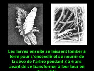 Les larves ensuite se laissent tomber à terre pour s’ensevelir et se nourrir de la sève de l’arbre pendant 3 à 6 ans avant de se transformer à leur tour en chrysalide. 