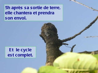 5h après sa sortie de terre, elle chantera et prendra son envol. Et  le cycle est complet. 