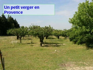 Un petit verger en Provence 
