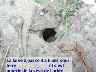 La larve a passé 3 à 6 ans sous terre  et s’est nourrie de la sève de l’arbre 