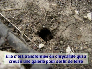 Elle s’est transformée en chrysalide qui a creusé une galerie pour sortir de terre 