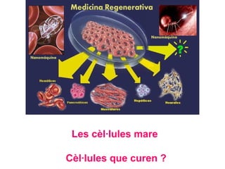 Les cèl·lules mare
Cèl·lules que curen ?

 