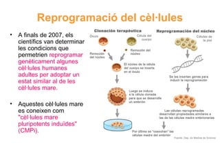 Reprogramació del cèl·lules
•

A finals de 2007, els
científics van determinar
les condicions que
permetrien reprogramar
genèticament algunes
cèl·lules humanes
adultes per adoptar un
estat similar al de les
cèl·lules mare.

•

Aquestes cèl·lules mare
es coneixen com
"cèl·lules mare
pluripotents induïdes"
(CMPi).

 