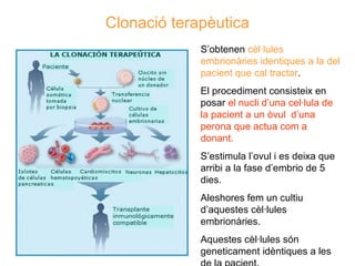 Clonació terapèutica
S’obtenen cèl·lules
embrionàries identiques a la del
pacient que cal tractar.
El procediment consisteix en
posar el nucli d’una cel·lula de
la pacient a un òvul d’una
perona que actua com a
donant.
S’estimula l’ovul i es deixa que
arribi a la fase d’embrio de 5
dies.
Aleshores fem un cultiu
d’aquestes cèl·lules
embrionàries.
Aquestes cèl·lules són
geneticament idèntiques a les

 