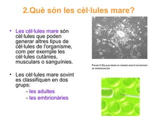 2.Què són les cèl·lules mare?
• Les cèl·lules mare són
cèl·lules que poden
generar altres tipus de
cèl·lules de l'organisme,
com per exemple les
cèl·lules cutànies,
musculars o sanguínies.
• Les cèl·lules mare sovint
es classifiquen en dos
grups:
- les adultes
- les embrionàries

 