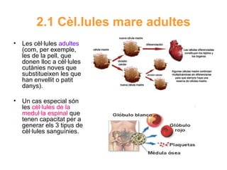2.1 Cèl.lules mare adultes
• Les cèl·lules adultes
(com, per exemple,
les de la pell, que
donen lloc a cèl·lules
cutànies noves que
substitueixen les que
han envellit o patit
danys).
• Un cas especial són
les cèl·lules de la
medul·la espinal que
tenen capacitat per a
generar els 3 tipus de
cèl·lules sanguínies.

 