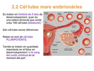 2.2 Cèl·lules mare embrionàries
Es troben en l'embrió de 5 dies de
desenvolupament, quan és
una esfera diminuta que conté
unes 100 cèl·lules (blastocist).
Són cèl·lules sense diferenciar.
Reben el nom de cèl·lules
PLURIPOTENTS.
També es troben en quantitats
importants en el fetus en
desenvolupament i a la sang
del cordó umbilical en el
moment del part.

 