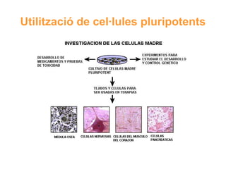 Utilització de cel·lules pluripotents

 
