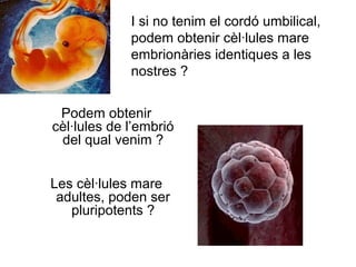 I si no tenim el cordó umbilical,
podem obtenir cèl·lules mare
embrionàries identiques a les
nostres ?
Podem obtenir
cèl·lules de l’embrió
del qual venim ?
Les cèl·lules mare
adultes, poden ser
pluripotents ?

 